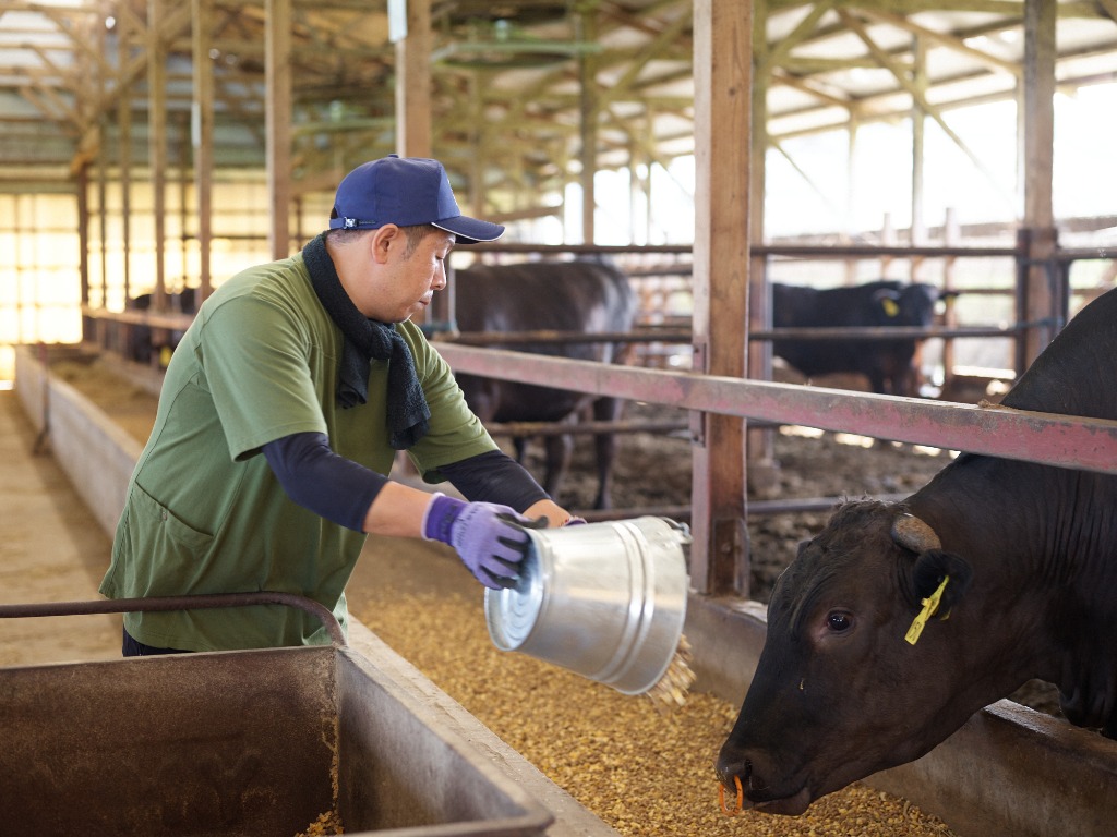 牛の世話をする様子